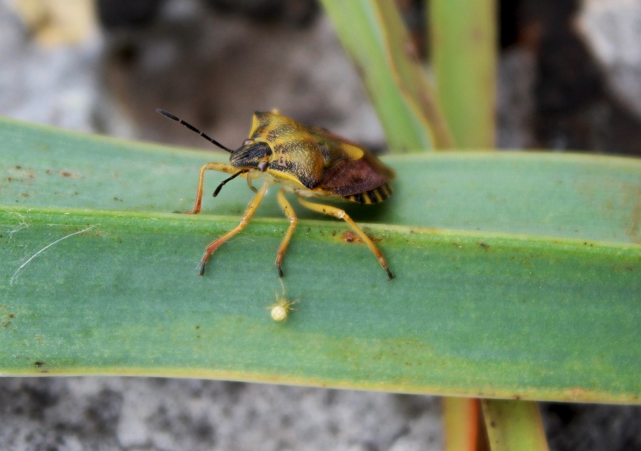 Carpocoris purpureipennis (Pentatomidae)