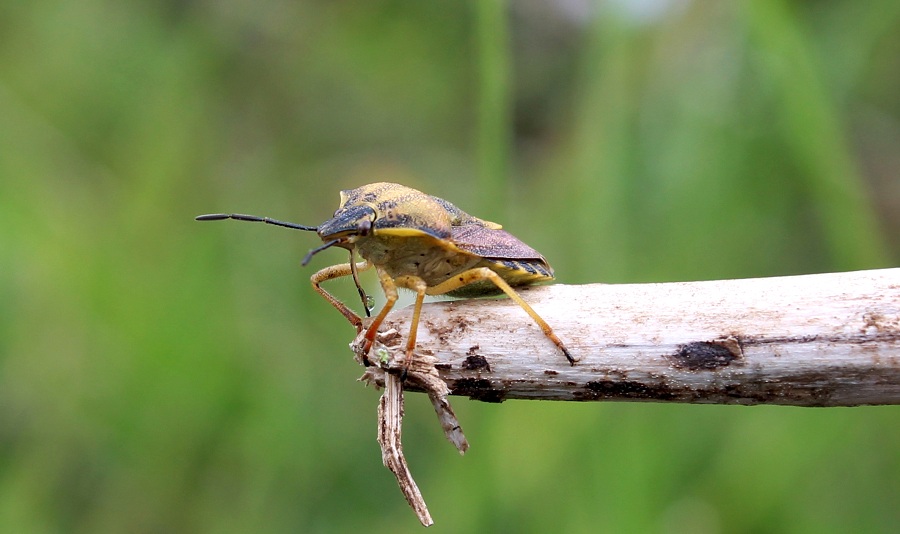Carpocoris purpureipennis (Pentatomidae)