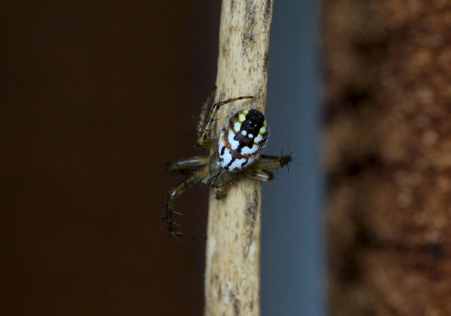 Mangora acalypha - San G. Rotondo Gargano (FG)