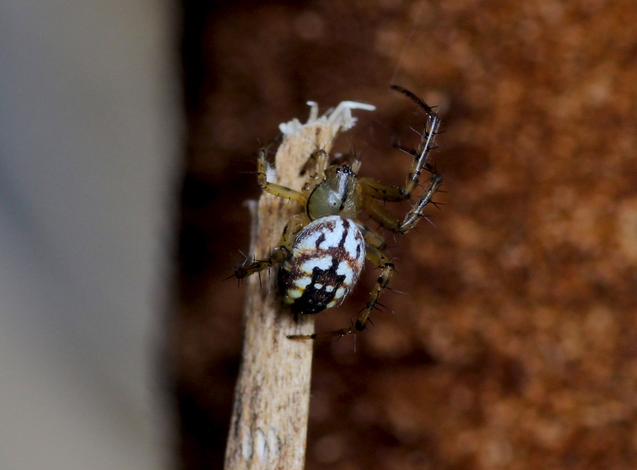 Mangora acalypha - San G. Rotondo Gargano (FG)