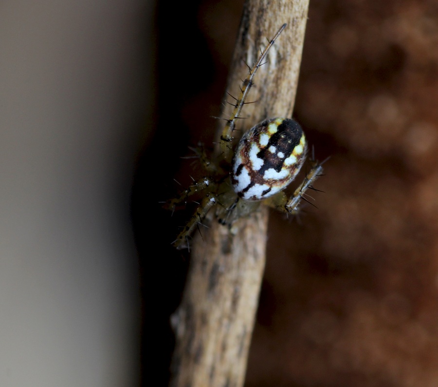 Mangora acalypha - San G. Rotondo Gargano (FG)