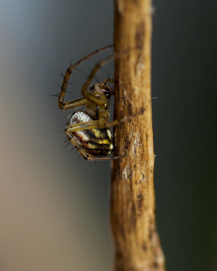 Mangora acalypha - San G. Rotondo Gargano (FG)