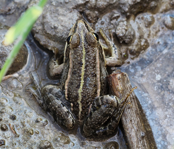 Rana comune? Rana verde, Pelophylax sp. (Gargano)