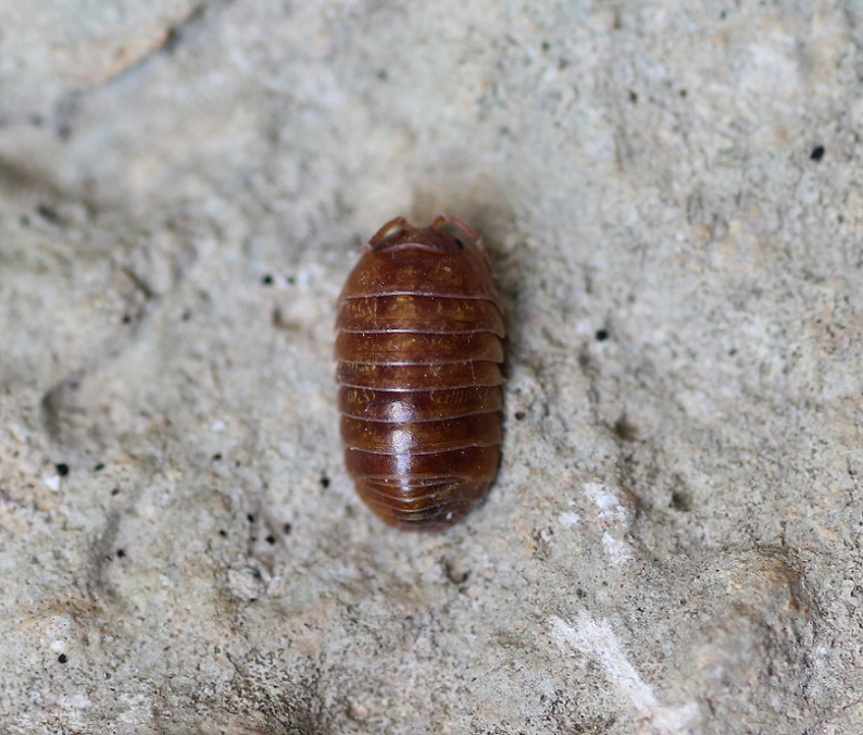 Armadillidium vulgare