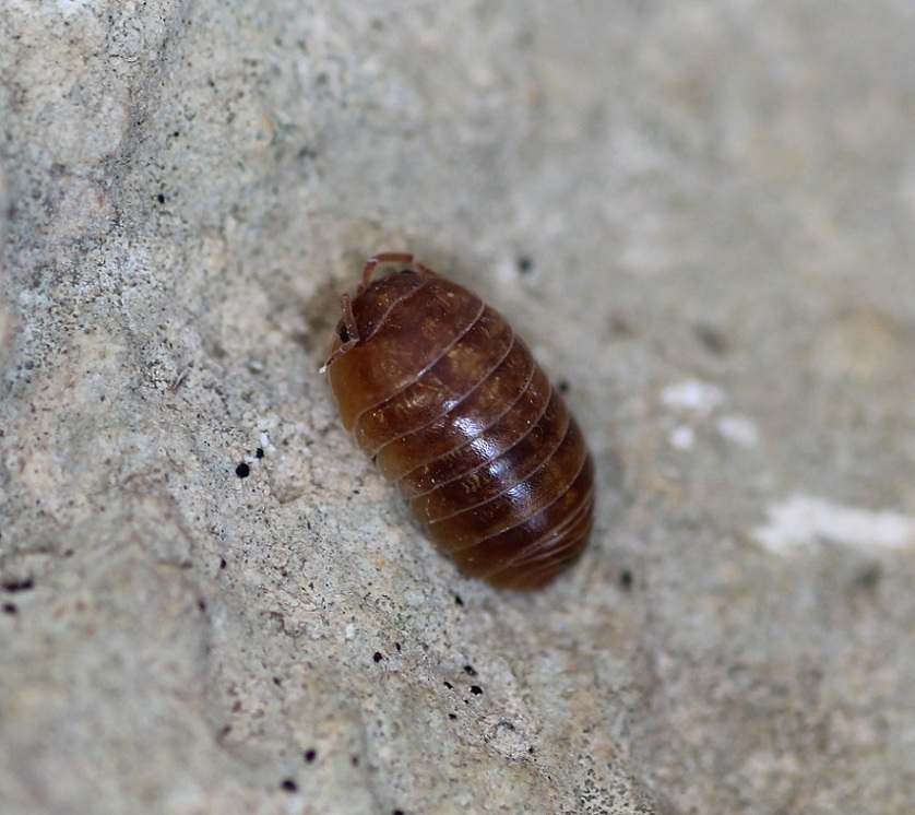 Armadillidium vulgare