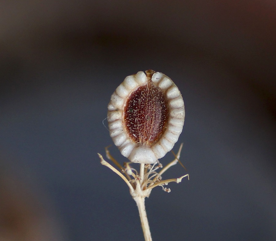 Tordylium apulum / Ombrellini pugliesi