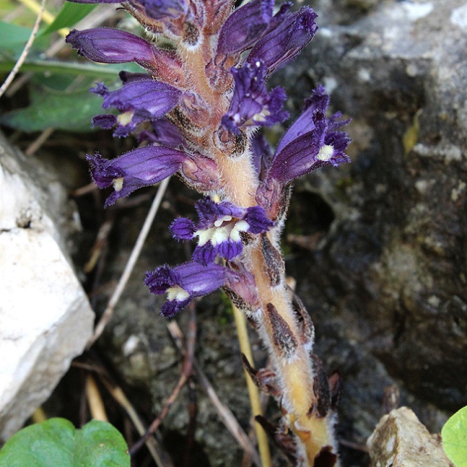 Orobanche lavandulacea / Succiamele della Psoralea