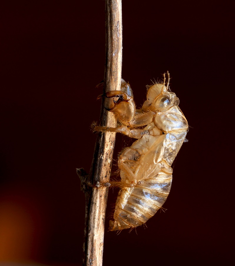 Esuvia di cicala?  S !