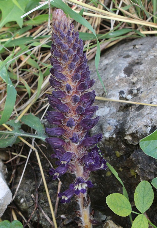 Orobanche lavandulacea / Succiamele della Psoralea