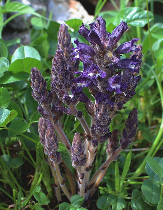 Orobanche lavandulacea / Succiamele della Psoralea