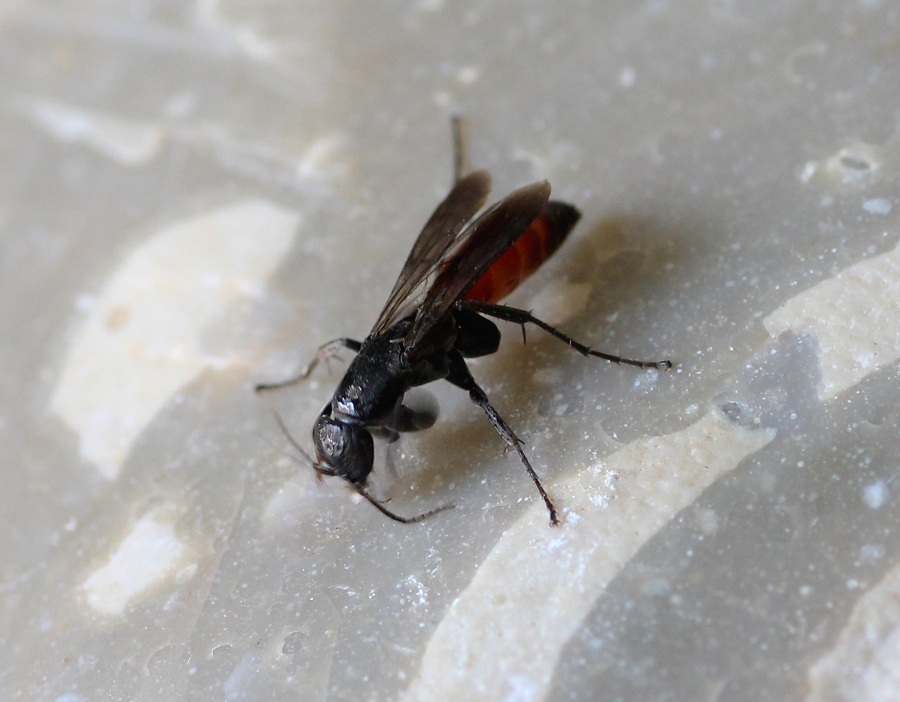 Pompilidae:  Aporus sp. (A. bicolor o A. unicolor)