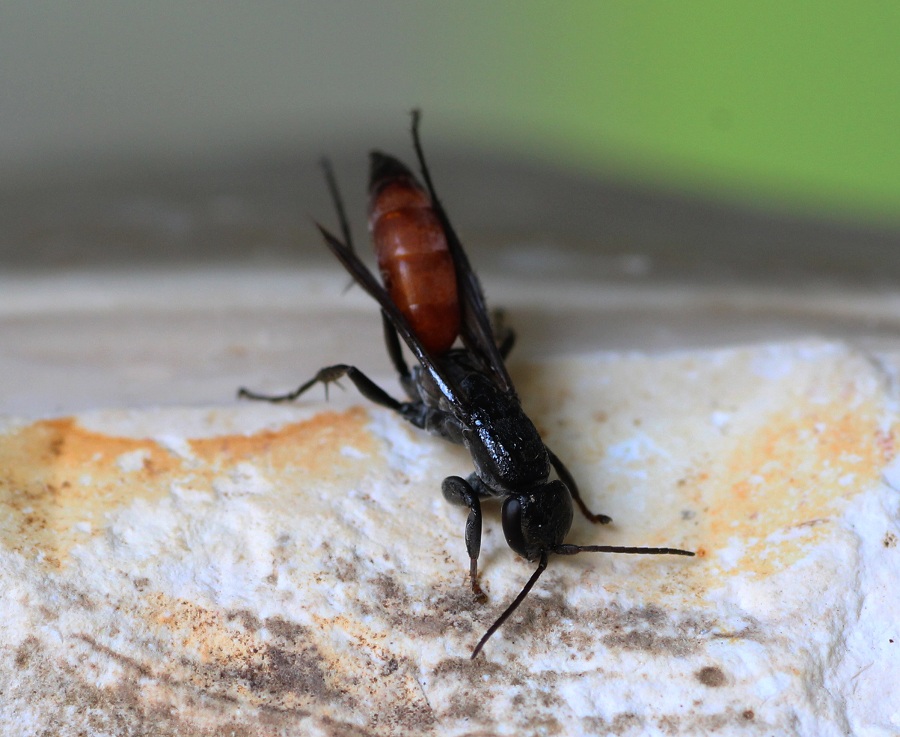 Pompilidae:  Aporus sp. (A. bicolor o A. unicolor)