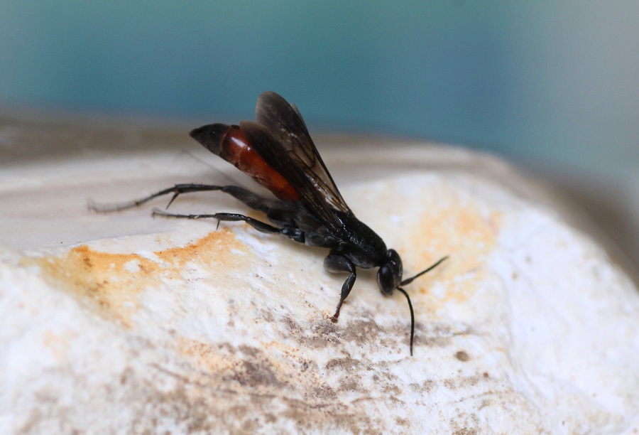 Pompilidae:  Aporus sp. (A. bicolor o A. unicolor)