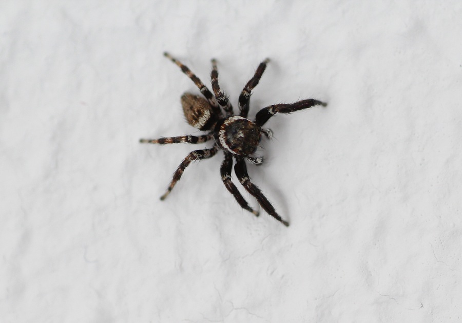 Salticidae:  Evarcha jucunda, maschio - Manfredonia Gargano (FG)