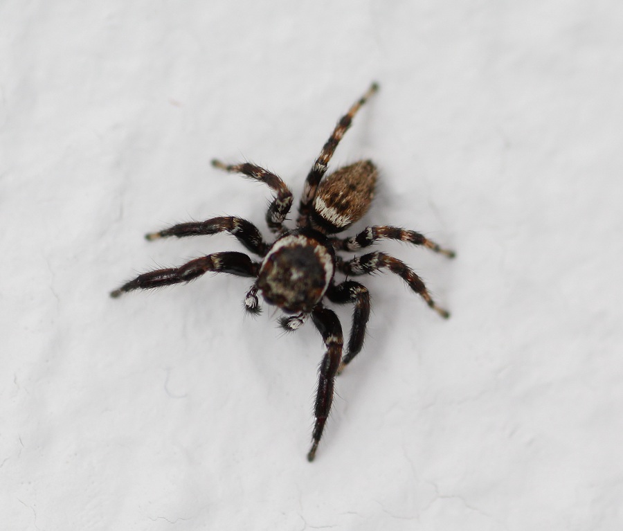 Salticidae:  Evarcha jucunda, maschio - Manfredonia Gargano (FG)