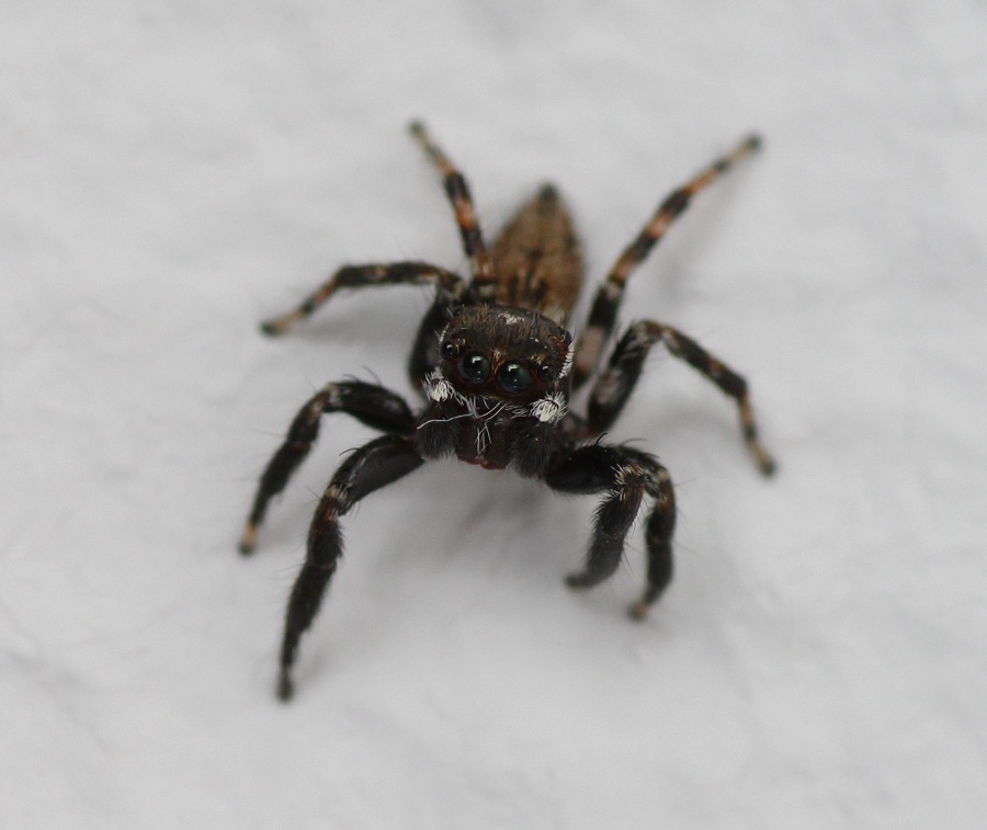 Salticidae:  Evarcha jucunda, maschio - Manfredonia Gargano (FG)