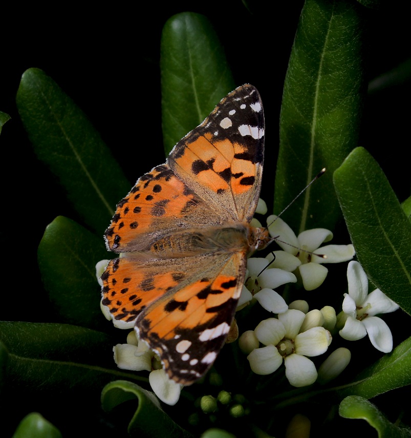 Vanessa cardui