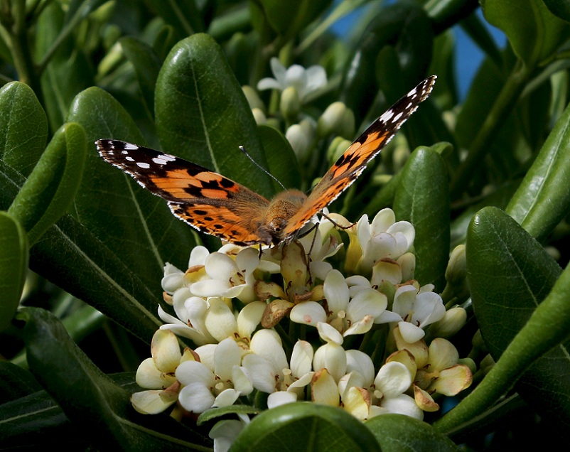 Vanessa cardui