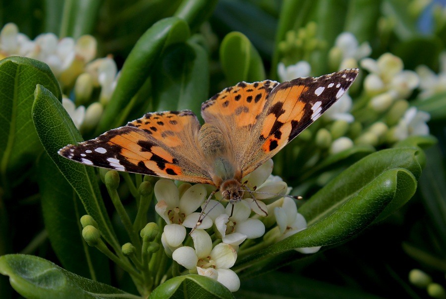 Vanessa cardui