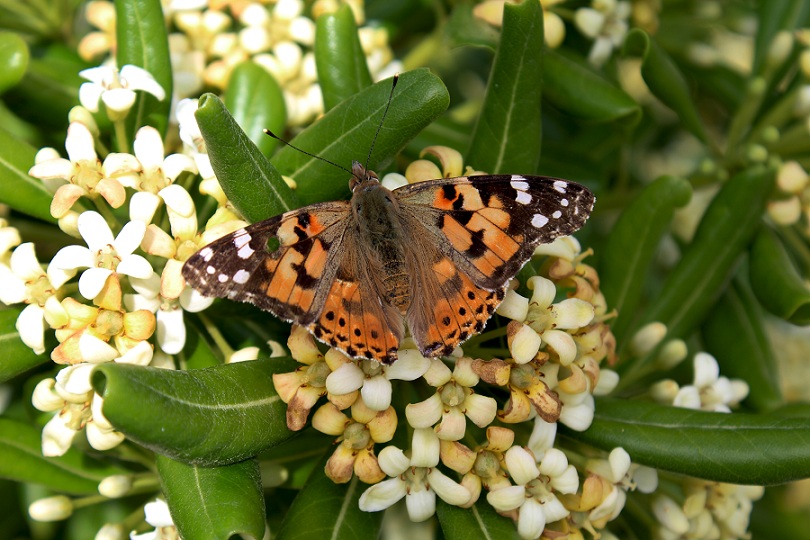 Vanessa cardui