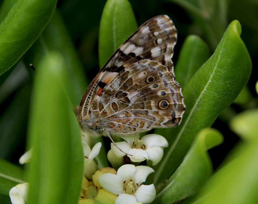 Vanessa cardui