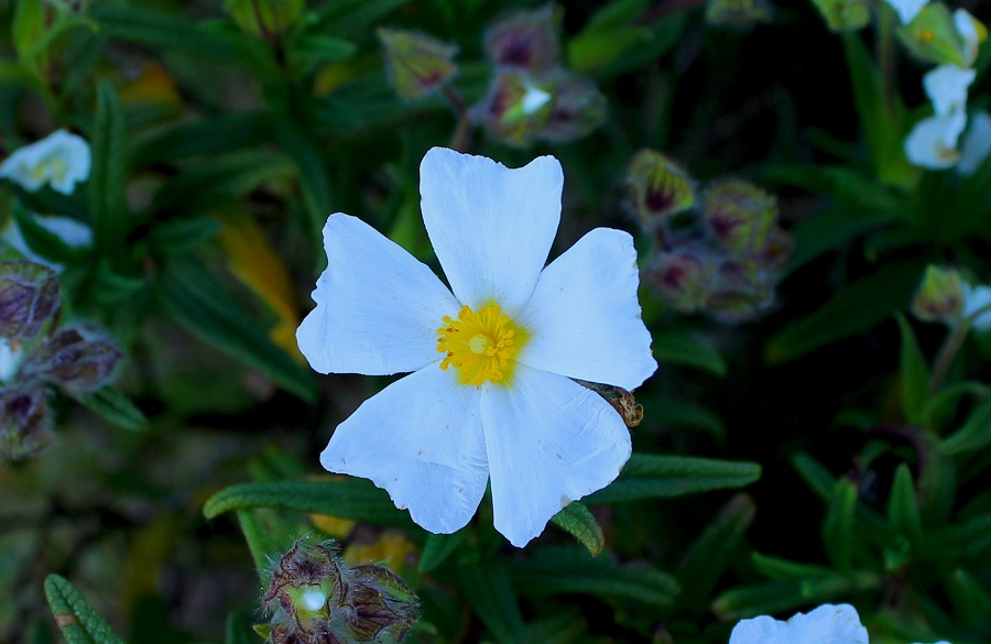 Cistus monspeliensis / Cisto di Montpellier