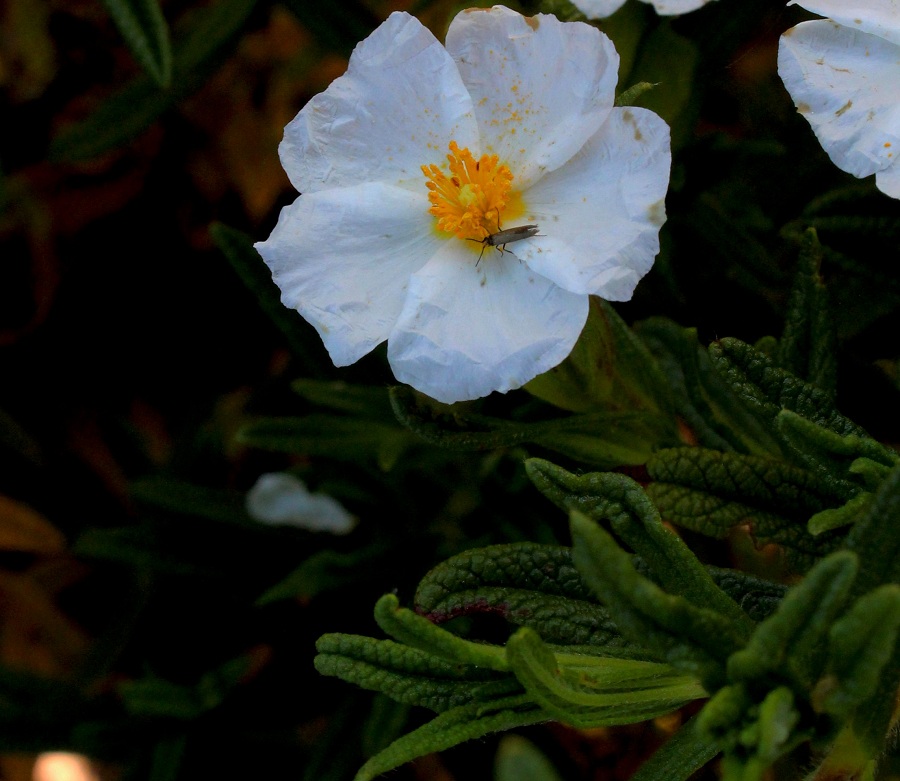 Cistus monspeliensis / Cisto di Montpellier