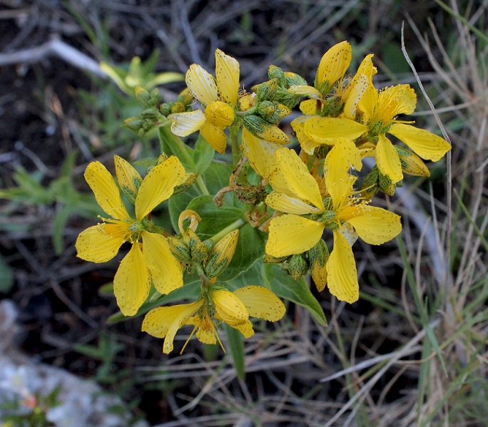 Hypericum perfoliatum/Erba di San Giovanni a foglie cordate