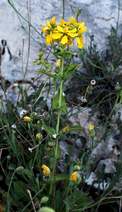Hypericum perfoliatum/Erba di San Giovanni a foglie cordate