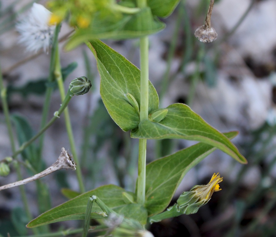 Hypericum perfoliatum/Erba di San Giovanni a foglie cordate
