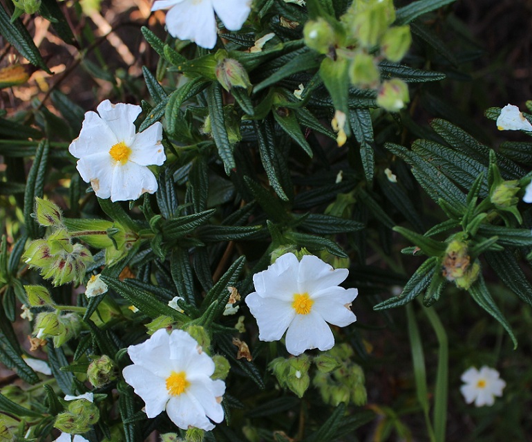 Cistus monspeliensis / Cisto di Montpellier