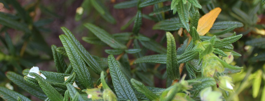 Cistus monspeliensis / Cisto di Montpellier