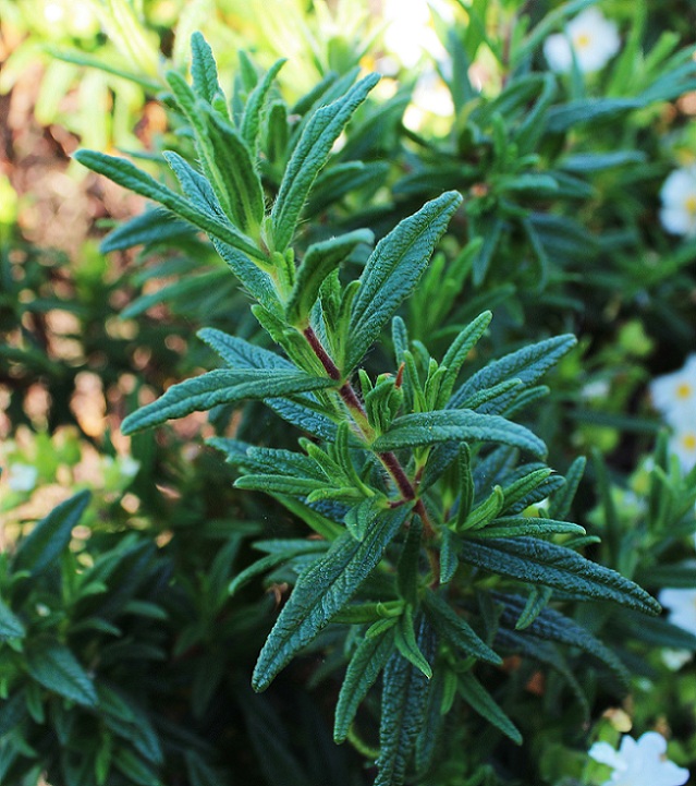 Cistus monspeliensis / Cisto di Montpellier