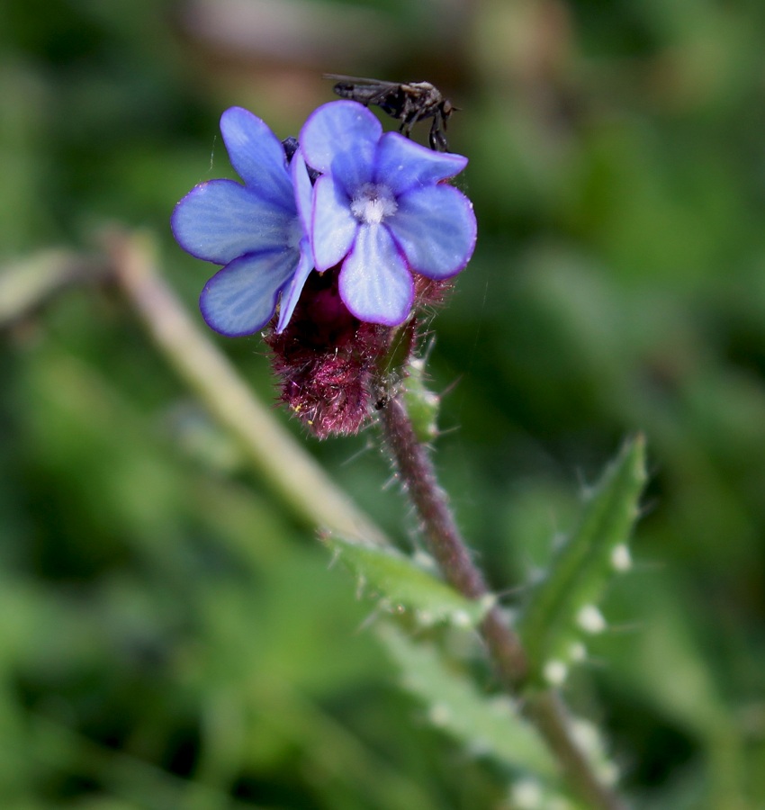 Anchusella cretica