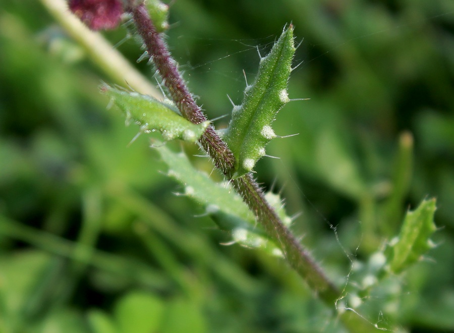 Anchusella cretica