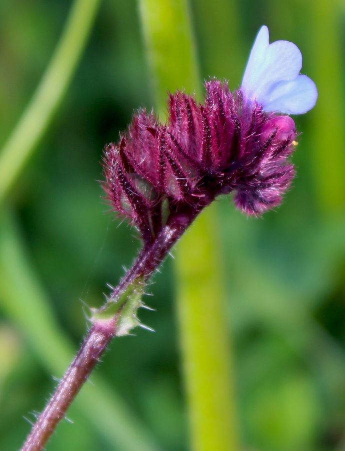 Anchusella cretica