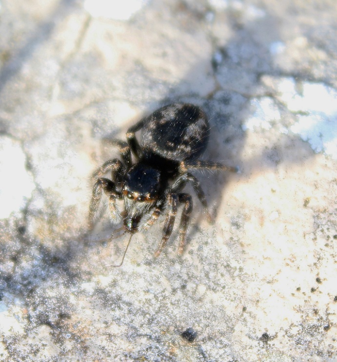 Philaeus chrysops - Monte Calvo (FG)