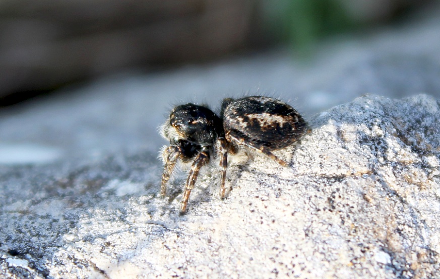 Philaeus chrysops - Monte Calvo (FG)
