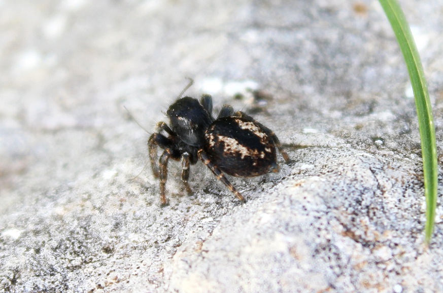 Philaeus chrysops - Monte Calvo (FG)