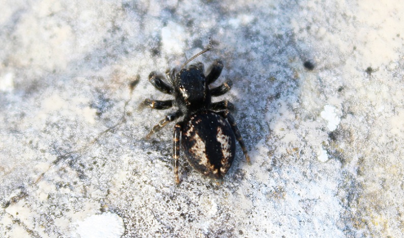 Philaeus chrysops - Monte Calvo (FG)