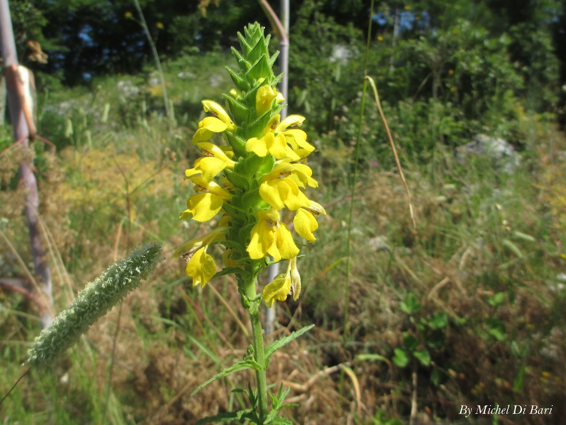 Bellardia trixago gialla
