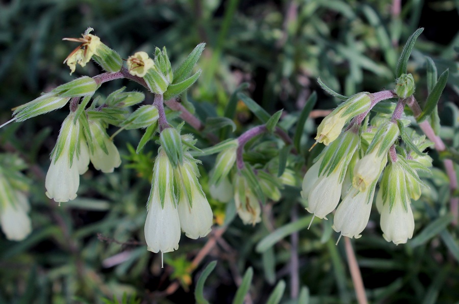 Onosma echioides / Viperina comune