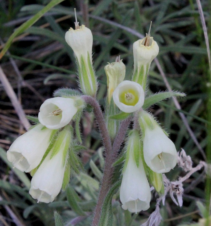 Onosma echioides / Viperina comune