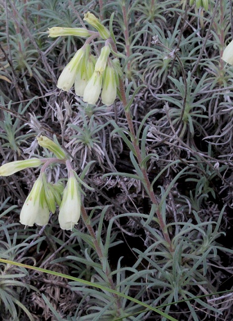 Onosma echioides / Viperina comune