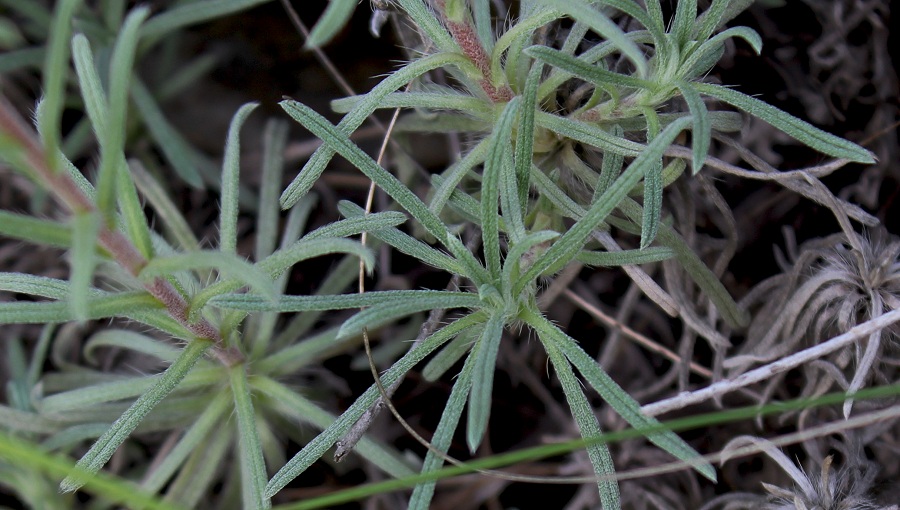 Onosma echioides / Viperina comune