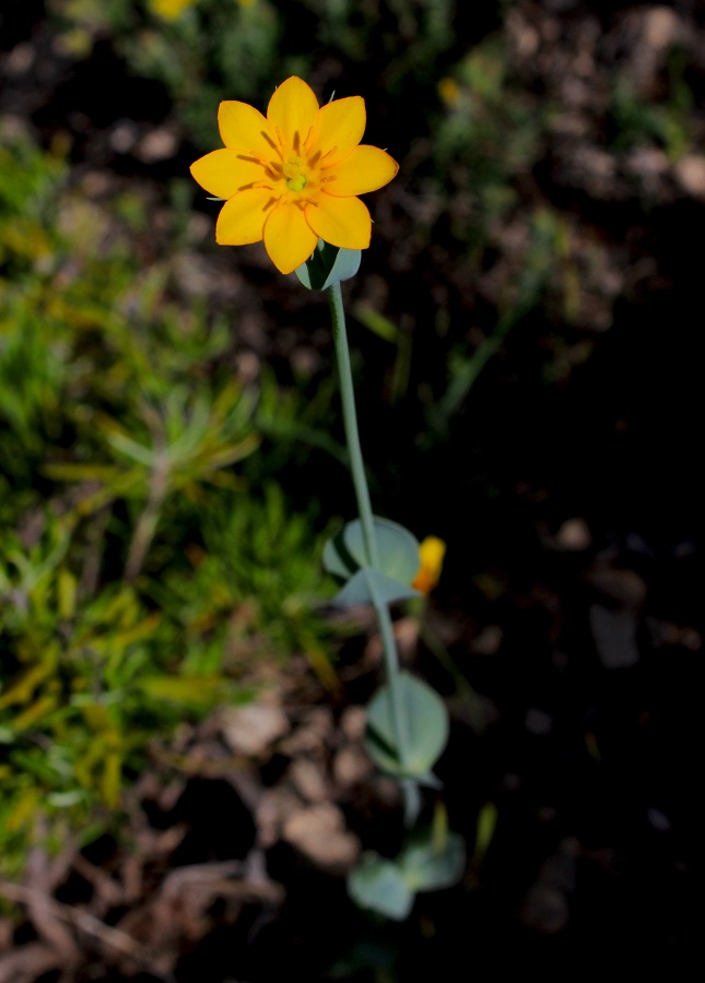 Blackstonia acuminata subsp. acuminata