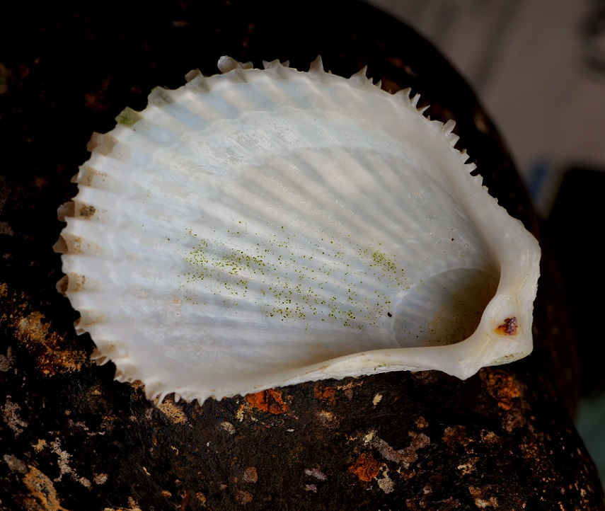 Mollusco da Id