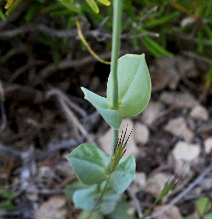 Blackstonia acuminata subsp. acuminata