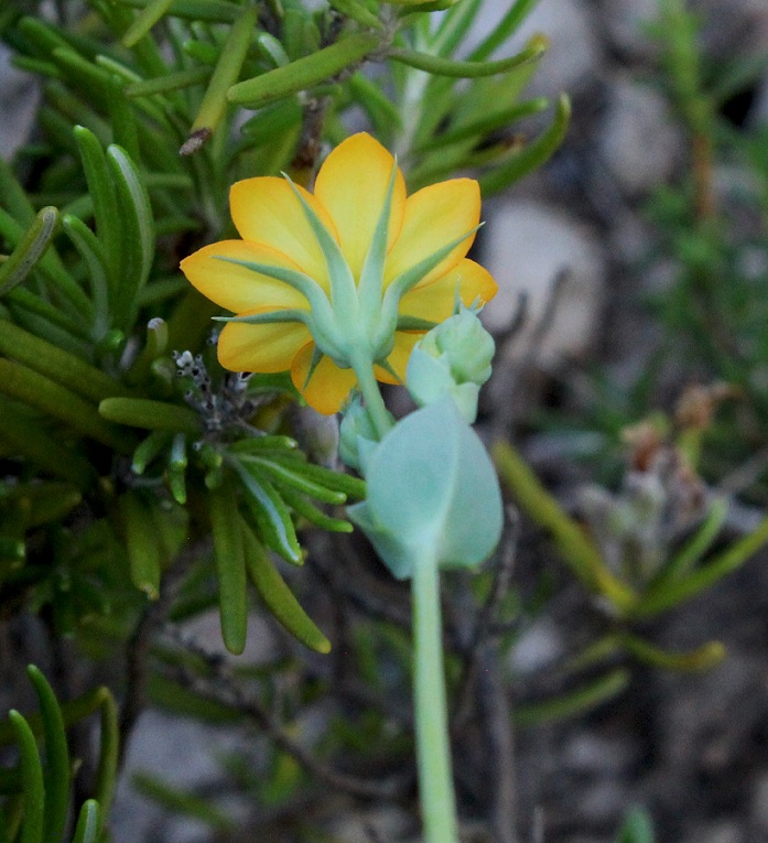 Blackstonia acuminata subsp. acuminata