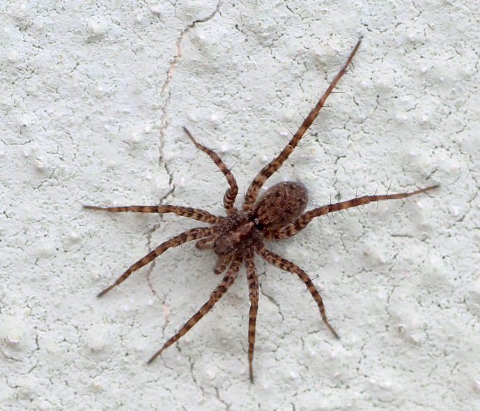 Pardosa sp.  - Gargano (FG)